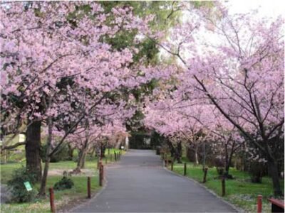 jardin_japones_1
